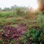 Plot for Sale in Banana – Slightly over 50*100