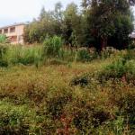 Plot for Sale in Banana – Slightly over 50*100