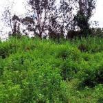 Land for Sale in Thindigua