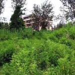 Land for Sale in Thindigua