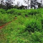 Land for Sale in Thindigua