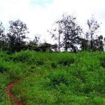 Land for Sale in Thindigua